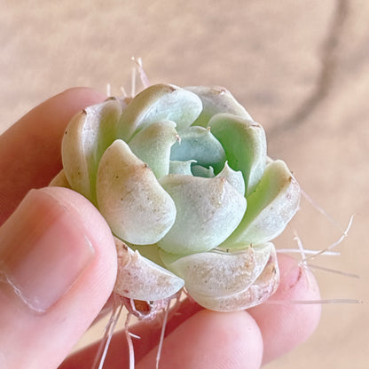 多肉植物