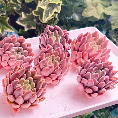 多肉植物