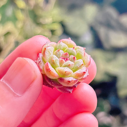 多肉植物