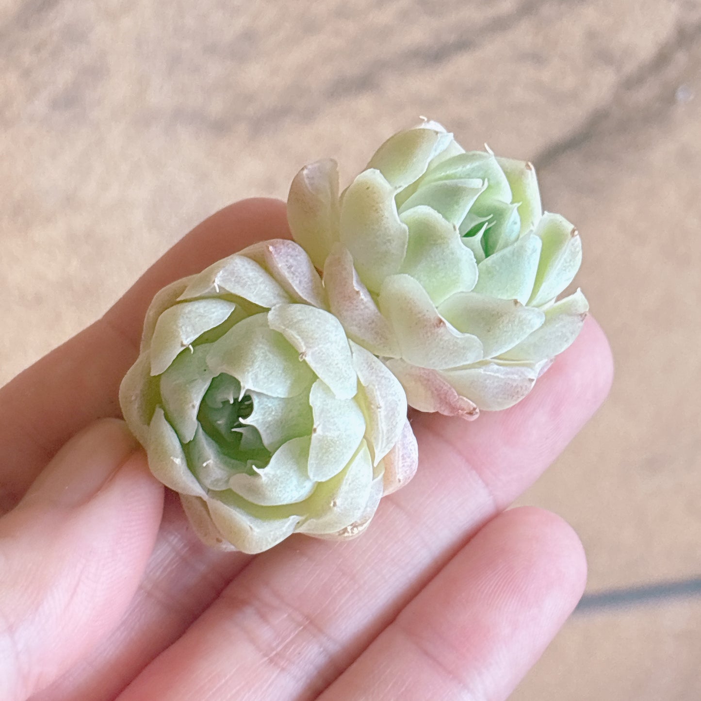 多肉植物