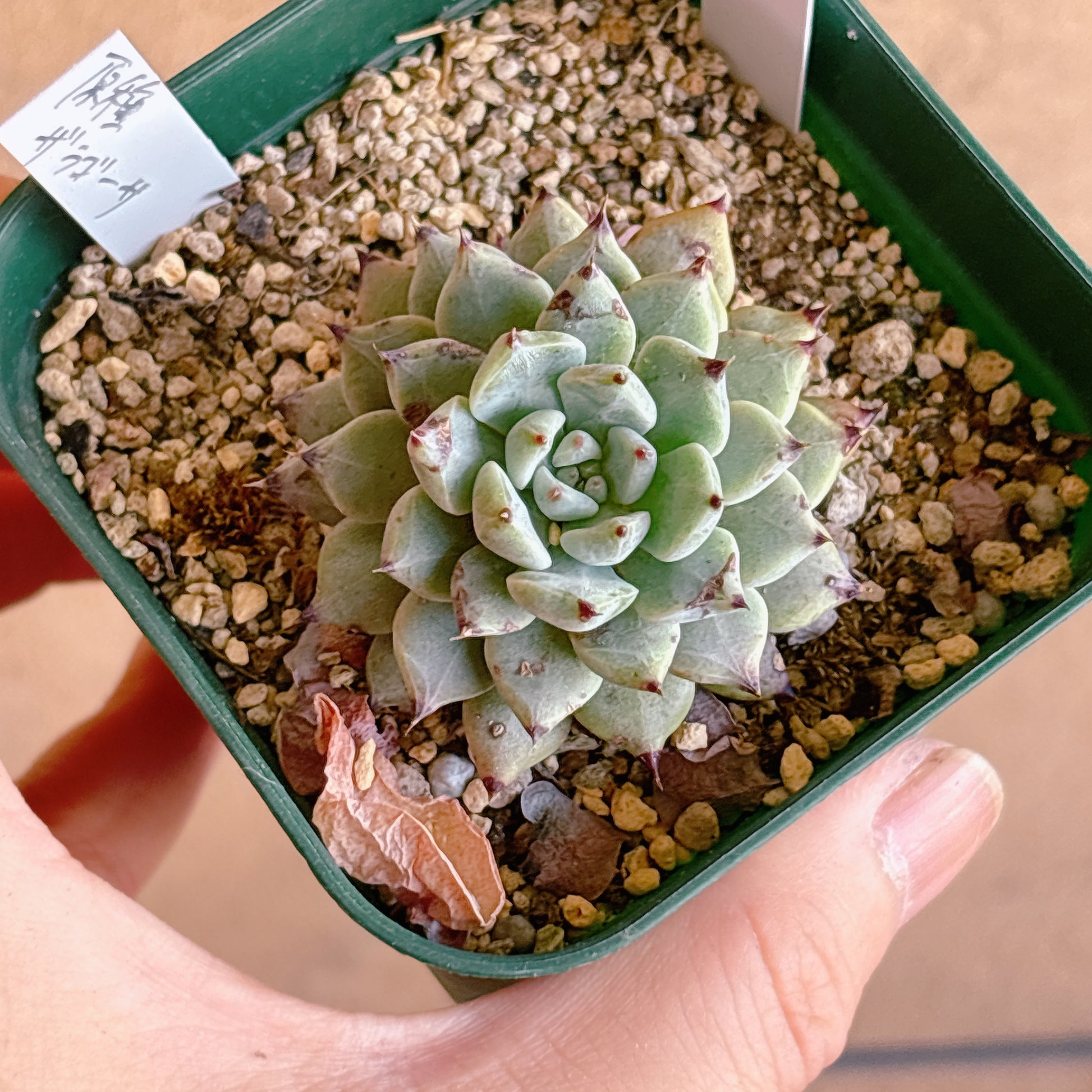 多肉植物