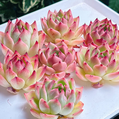 多肉植物
