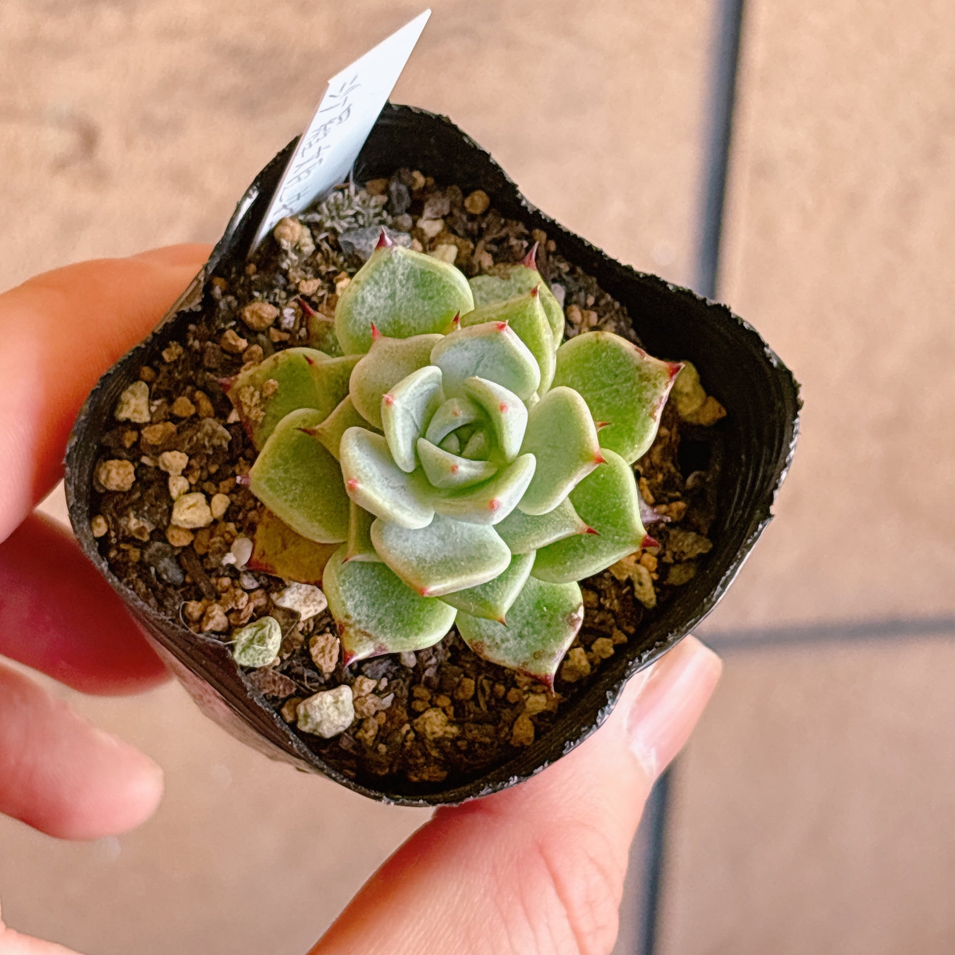 多肉植物