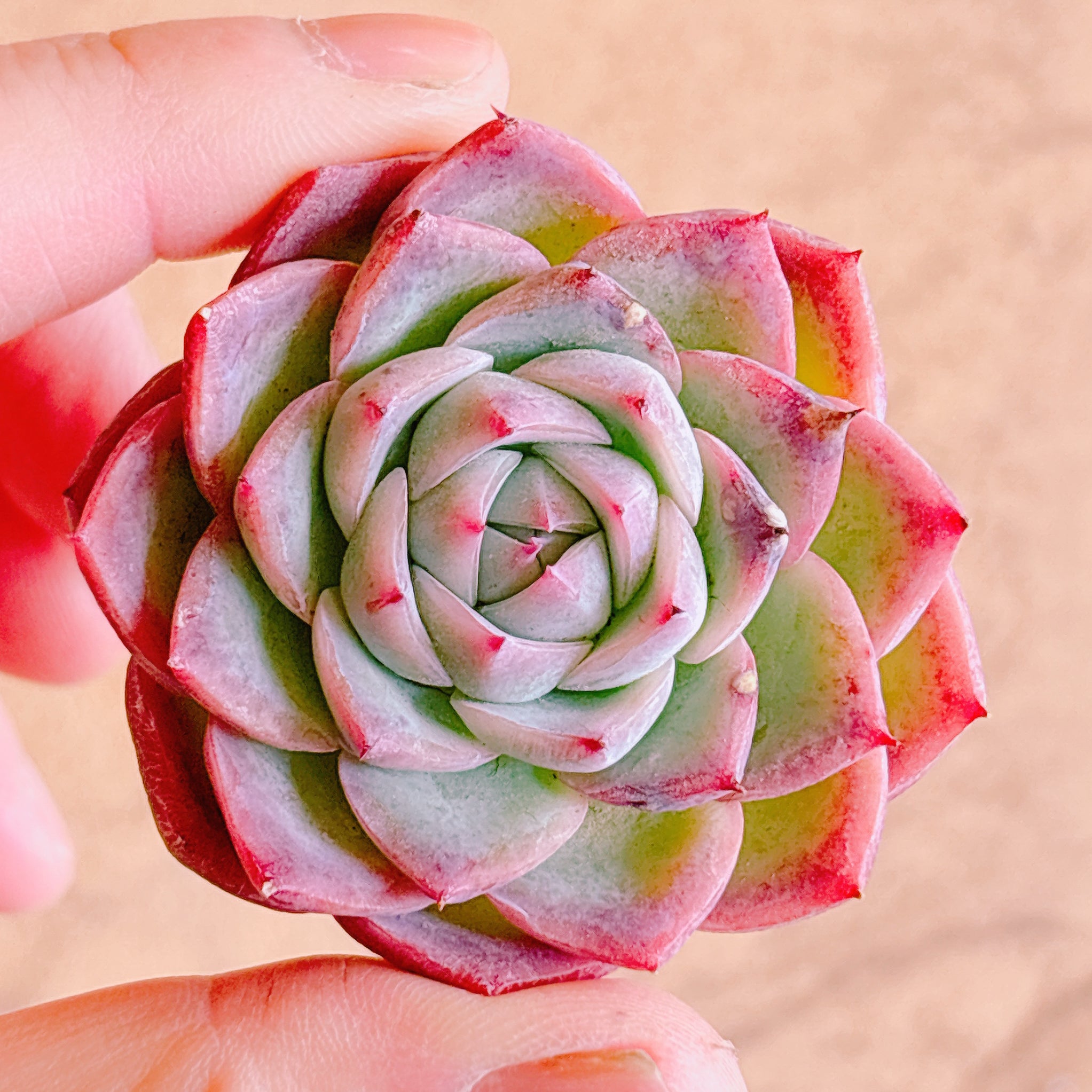 ピンククリスタル A品 カット苗 – Bull Succulent