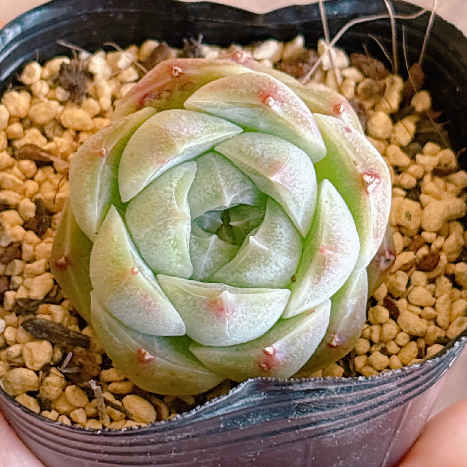 多肉植物