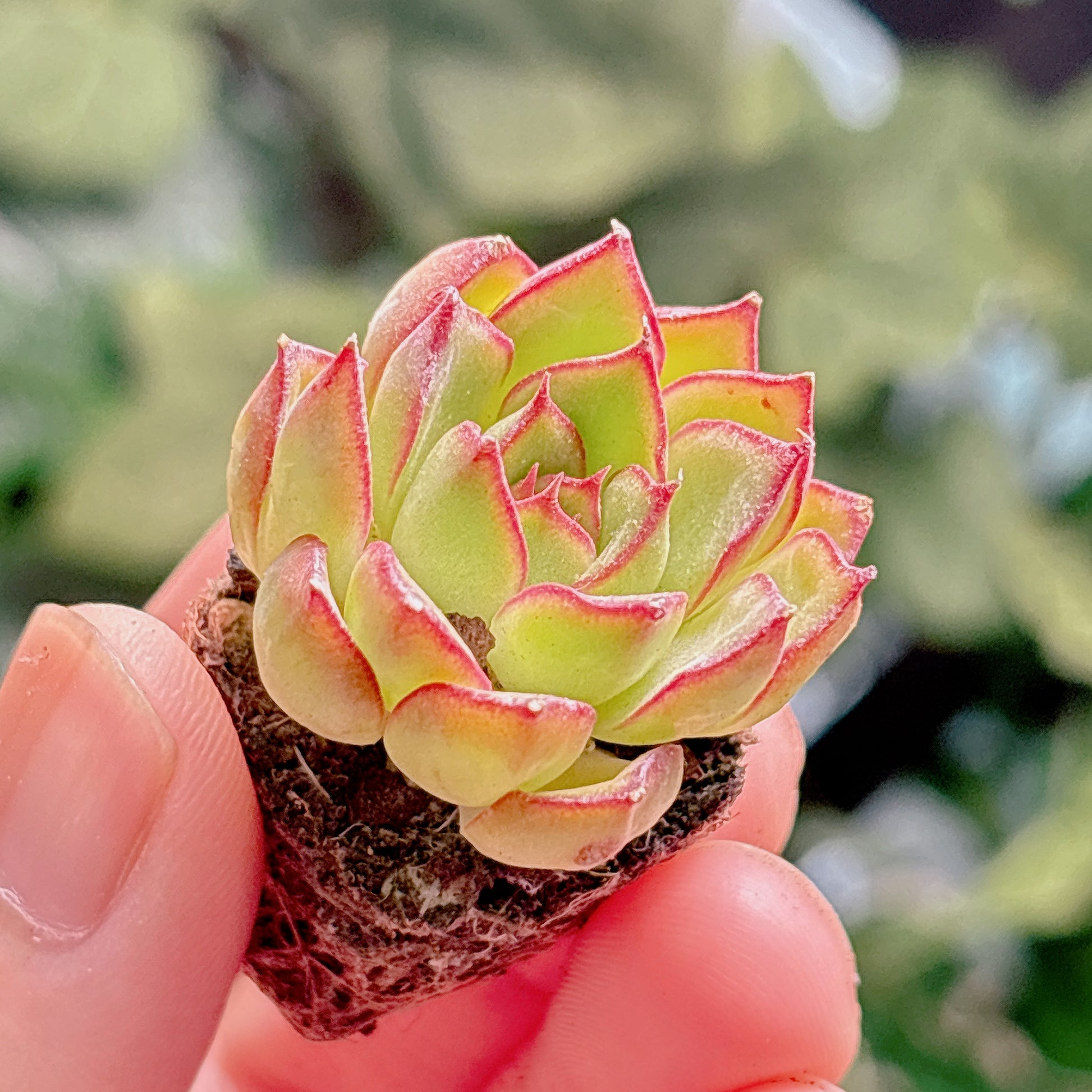 多肉植物