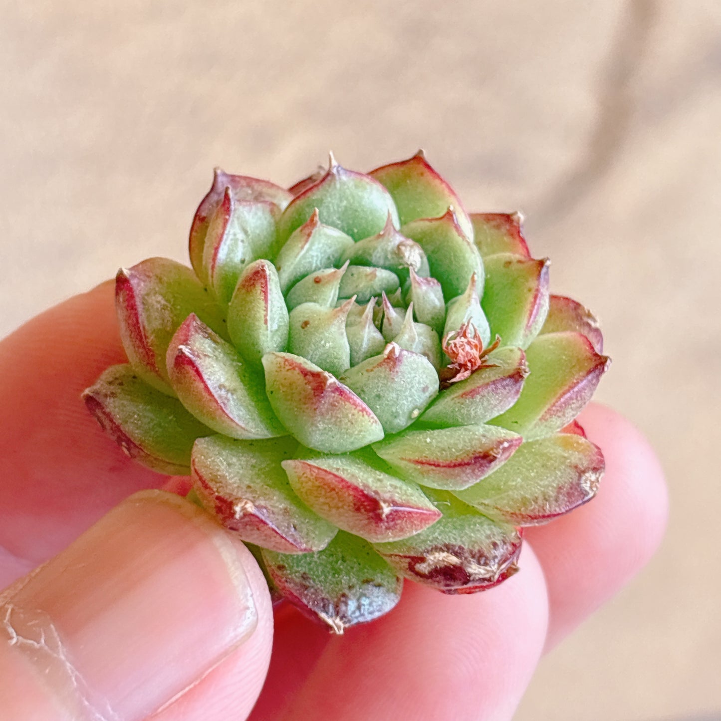 多肉植物