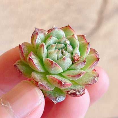 多肉植物