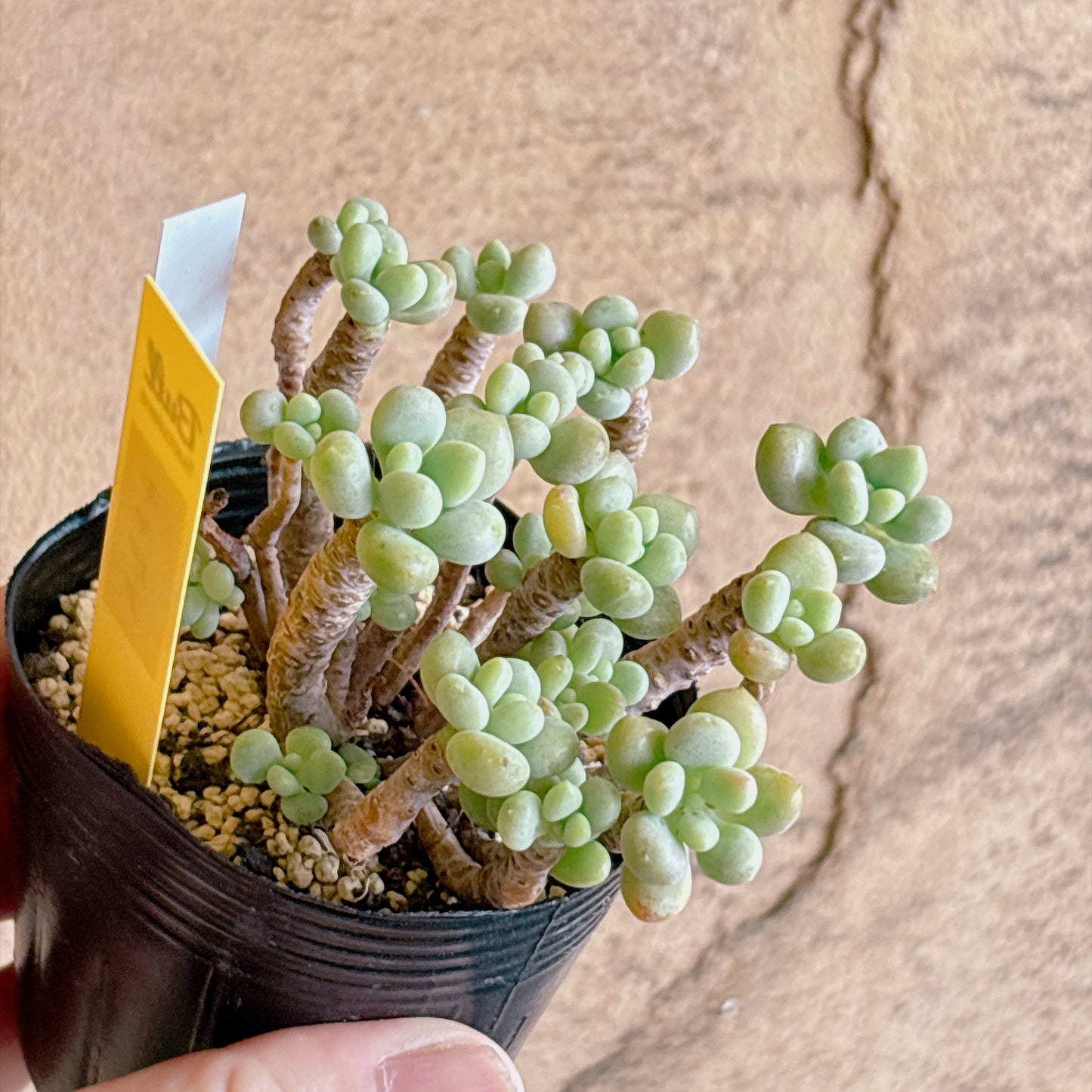 多肉植物