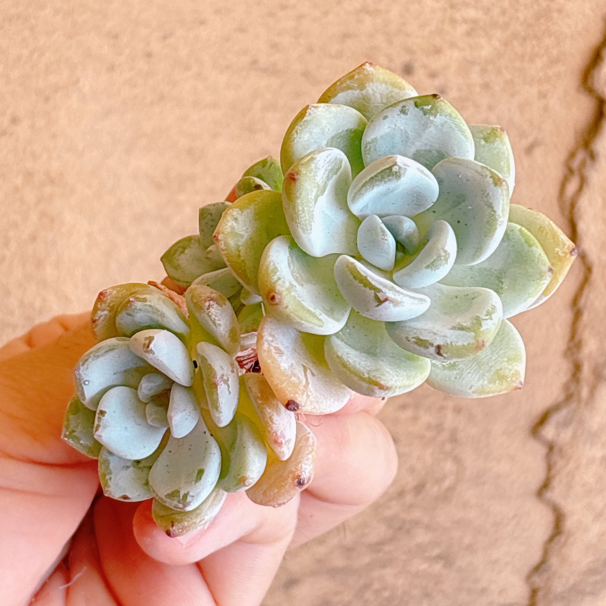 多肉植物