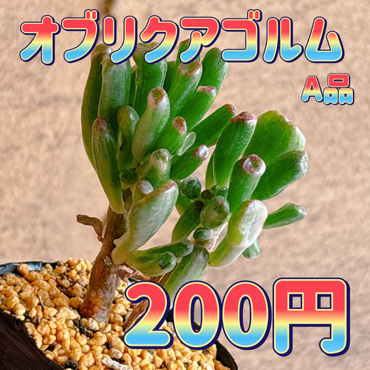 オブリクアゴルム　A品　根付き苗