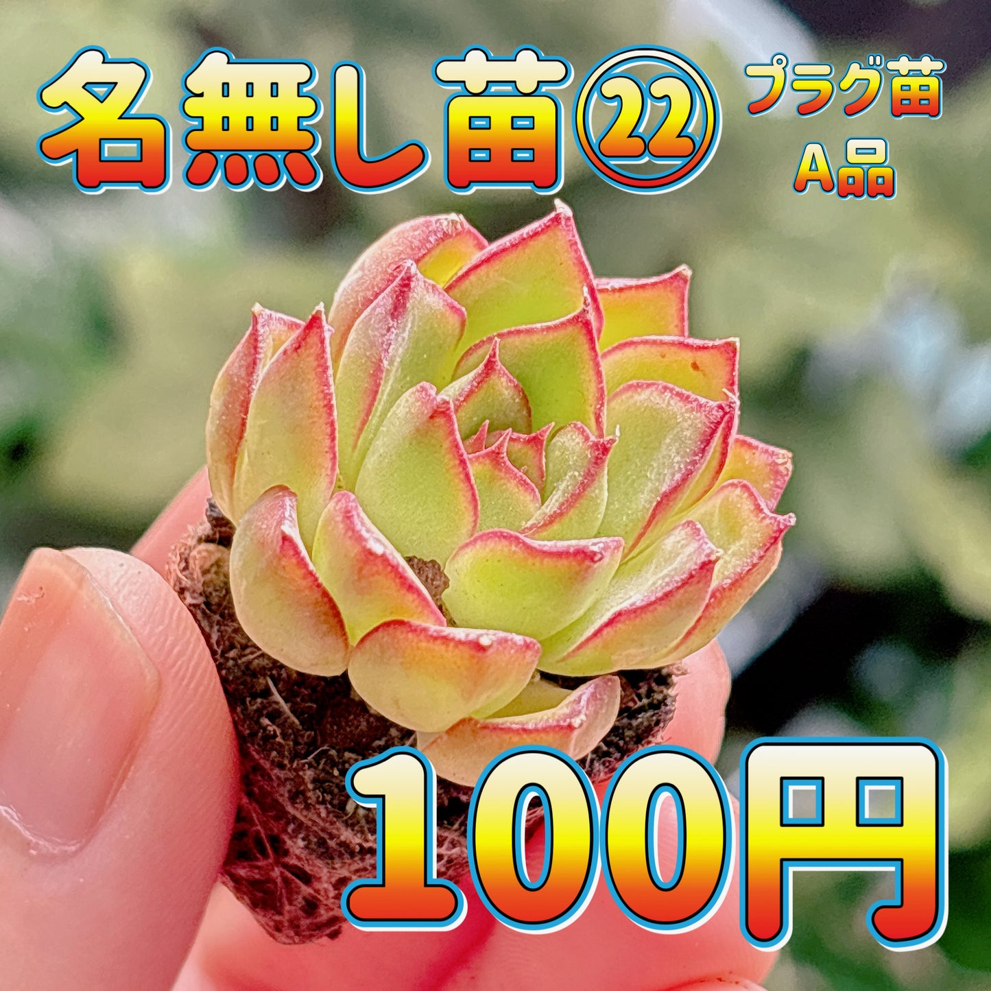 名無し苗２２　A品　プラグ苗