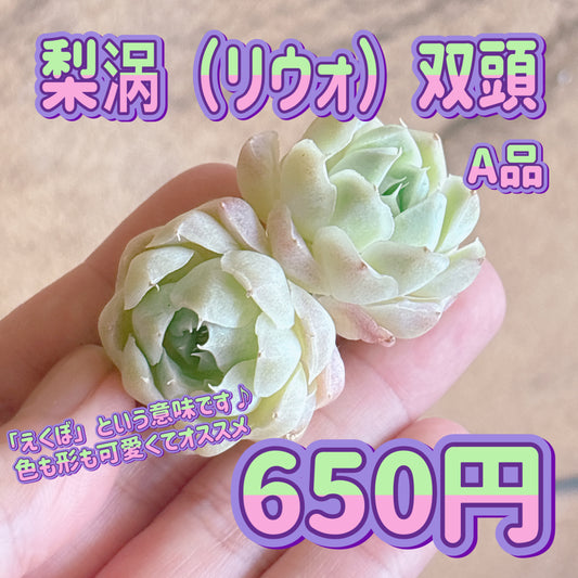 梨涡（リウォ）双頭　A品　カット苗