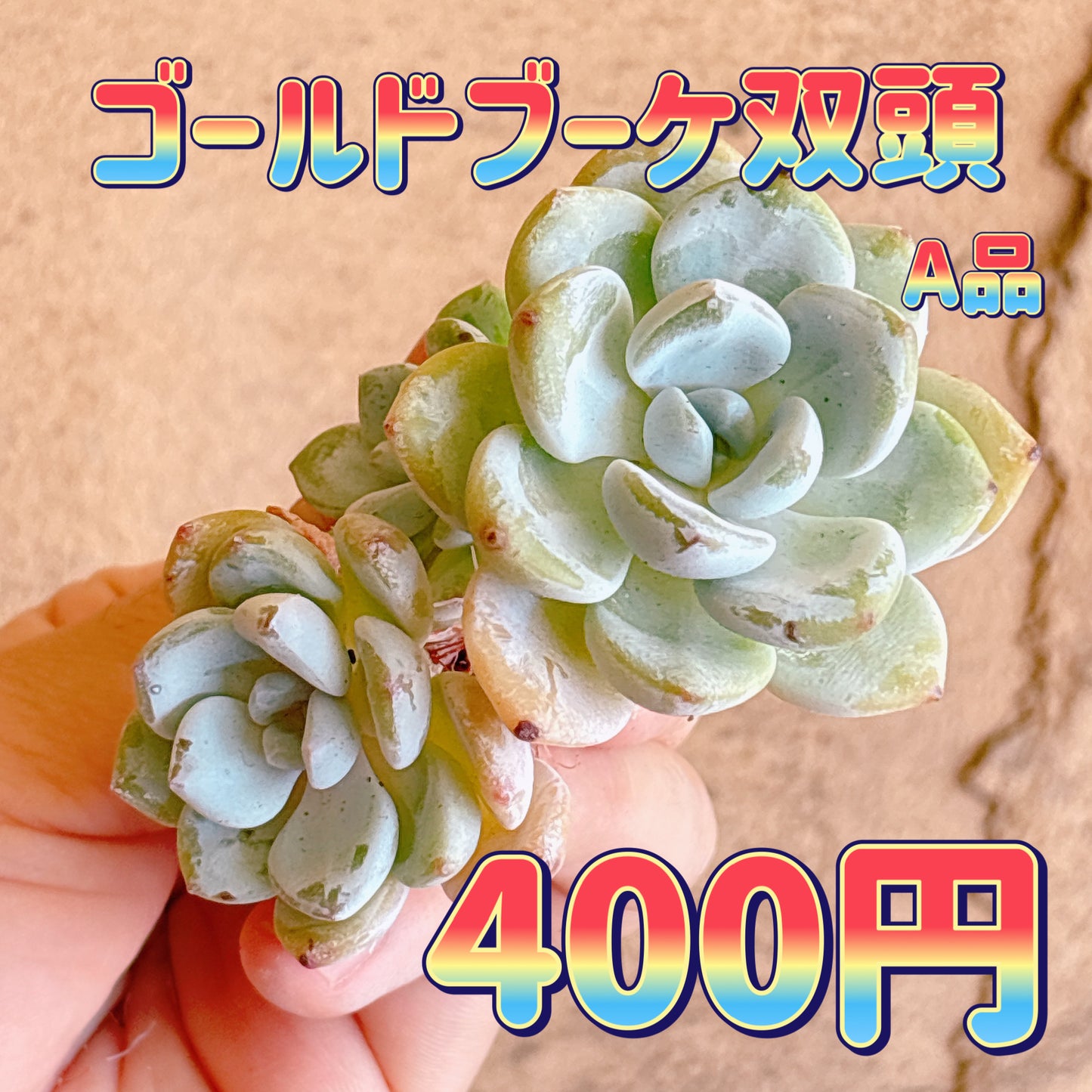ゴールドブーケ双頭　A品　カット苗