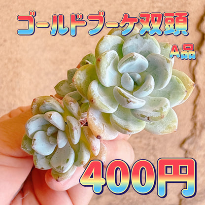 ゴールドブーケ双頭　A品　カット苗