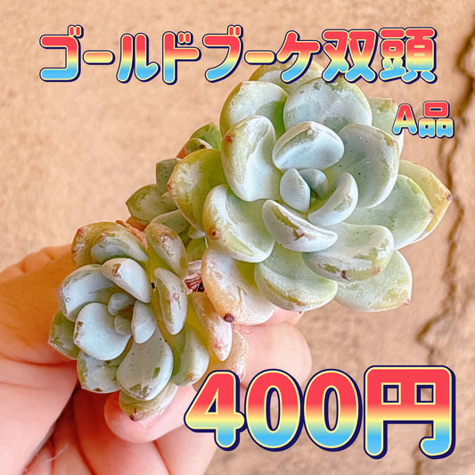 ゴールドブーケ双頭　A品　カット苗