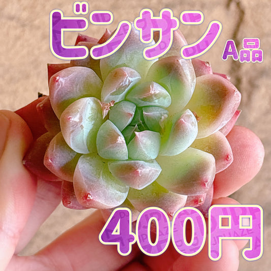 ビンサン　A品　カット苗