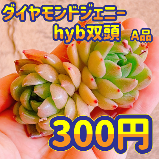ダイヤモンドジェニーhyb双頭　A品　カット苗