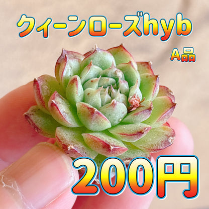 クィーンローズhyb　A品　カット苗