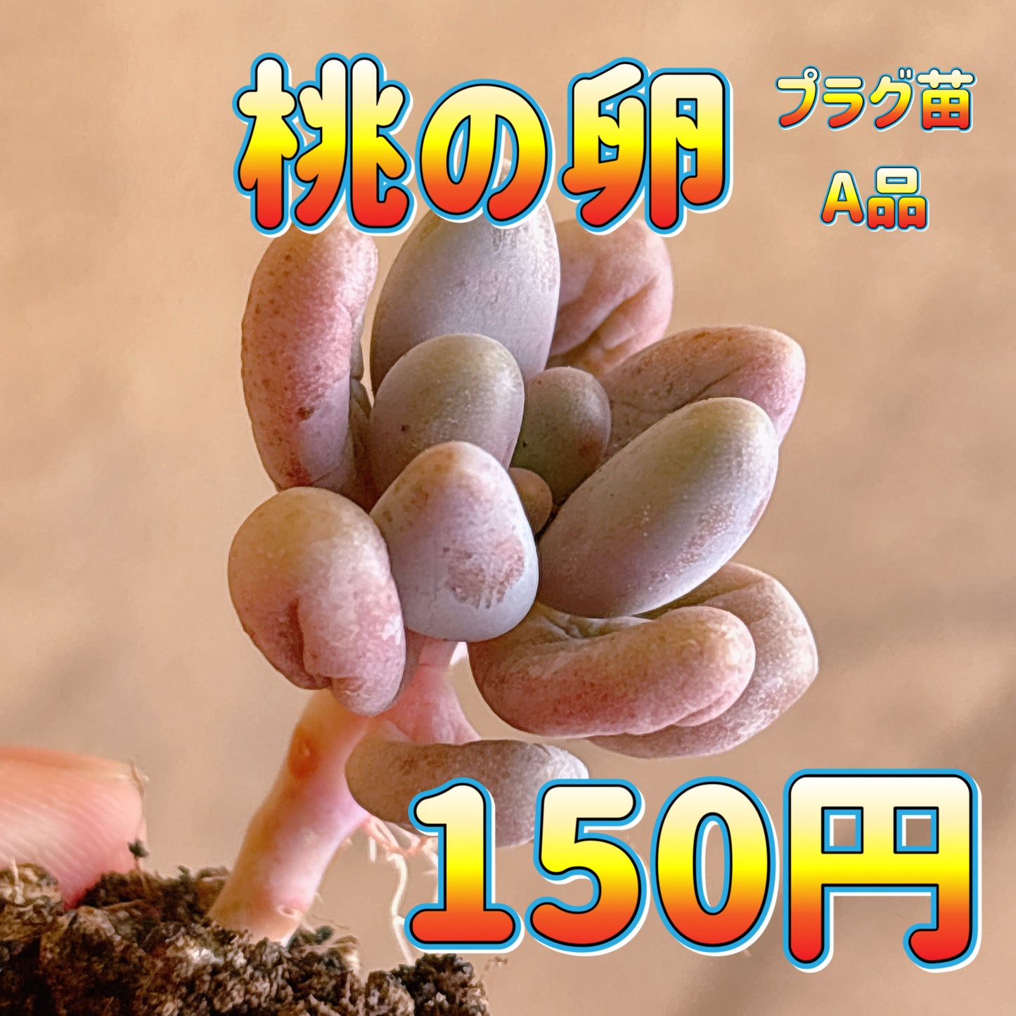 桃の卵　A品　プラグ苗