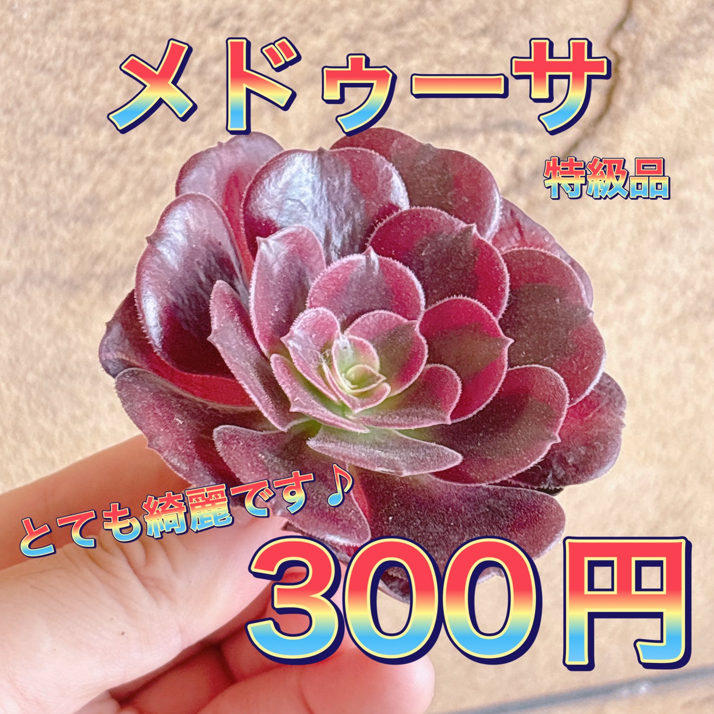 メドゥーサ　特級品　カット苗