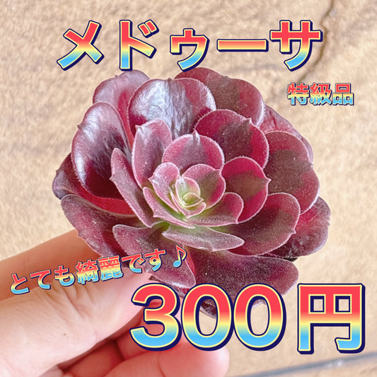 メドゥーサ　特級品　カット苗
