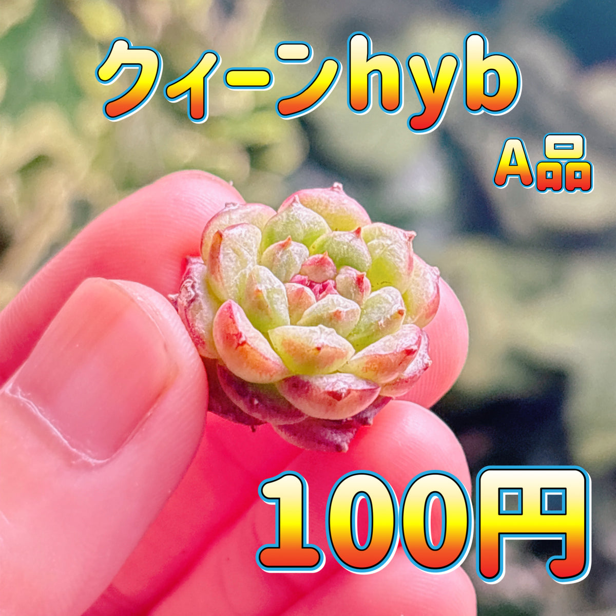 クィーンhyb　A品　カット苗