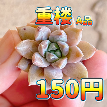 重楼　A品　カット苗