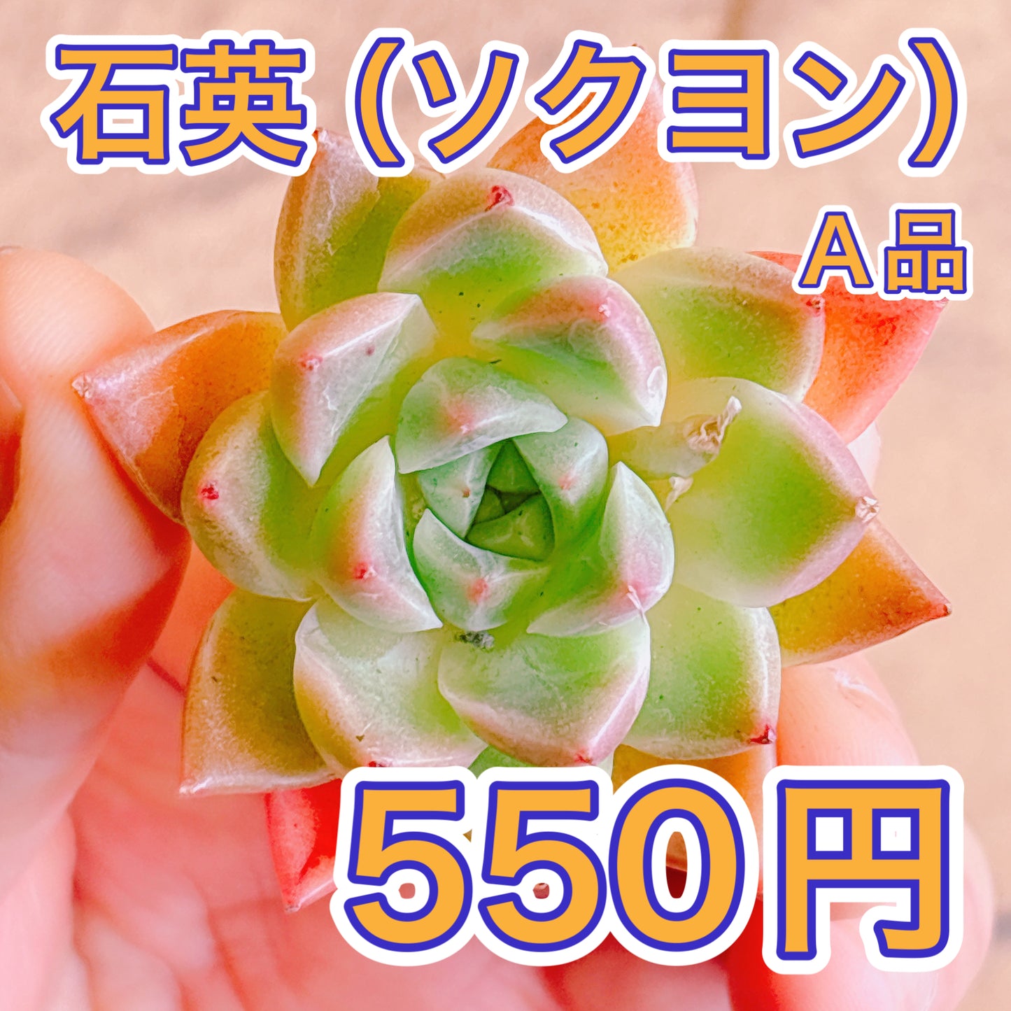 石英（ソクヨン）　A品　カット苗