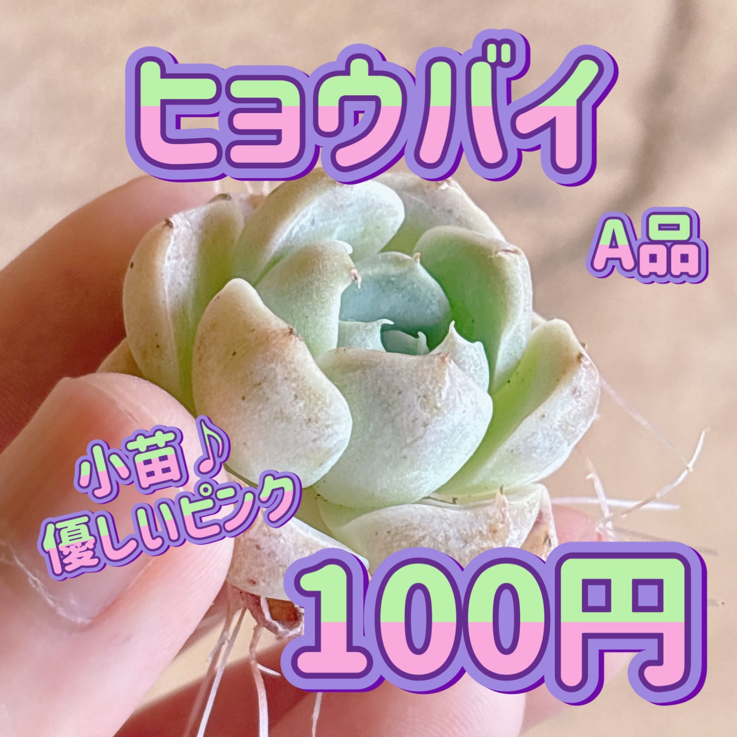 ヒョウバイ　A品　カット苗