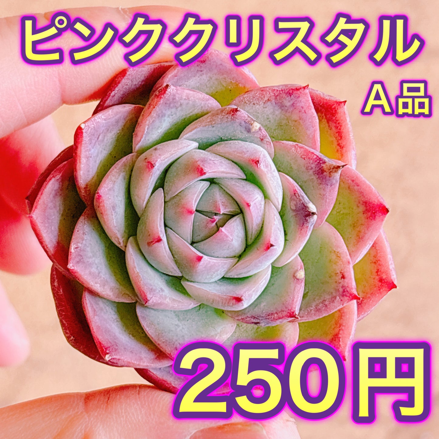 ピンククリスタル　A品　カット苗