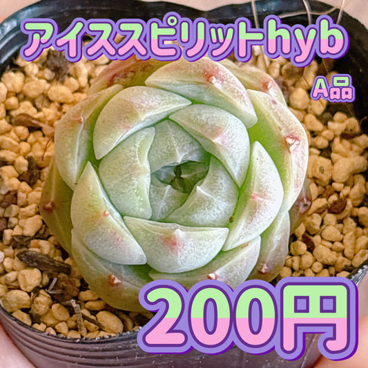 アイススピリットhyb　A品　根付き苗