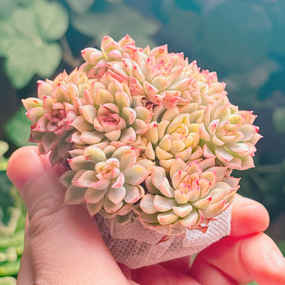 女雛錦　A品　根付き苗