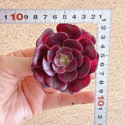 メドゥーサ　特級品　カット苗