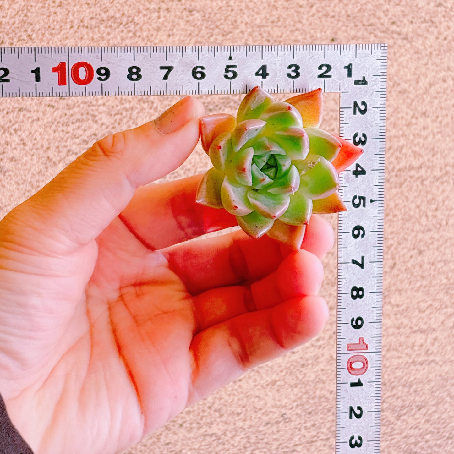 石英（ソクヨン）　A品　カット苗