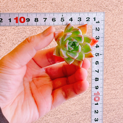 石英（ソクヨン）　A品　カット苗