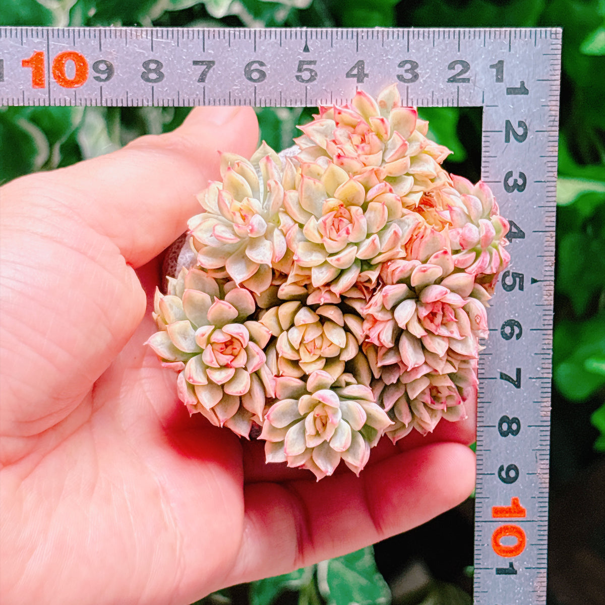 女雛錦　A品　根付き苗