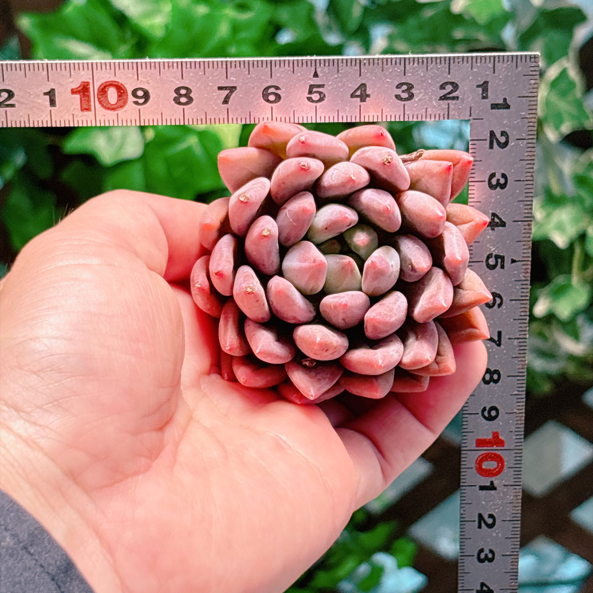 クリスタルボール　特級品　カット苗