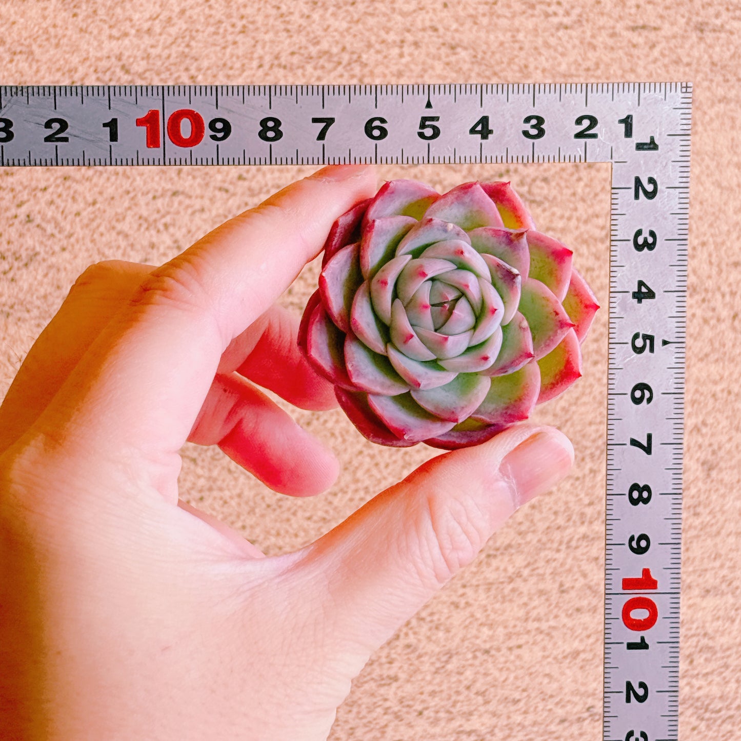 ピンククリスタル　A品　カット苗