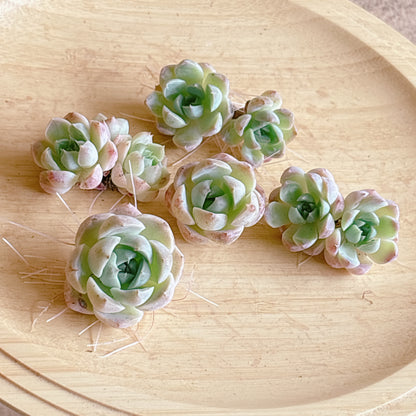 ヒョウバイ　A品　カット苗