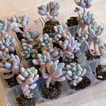 桃の卵　A品　プラグ苗