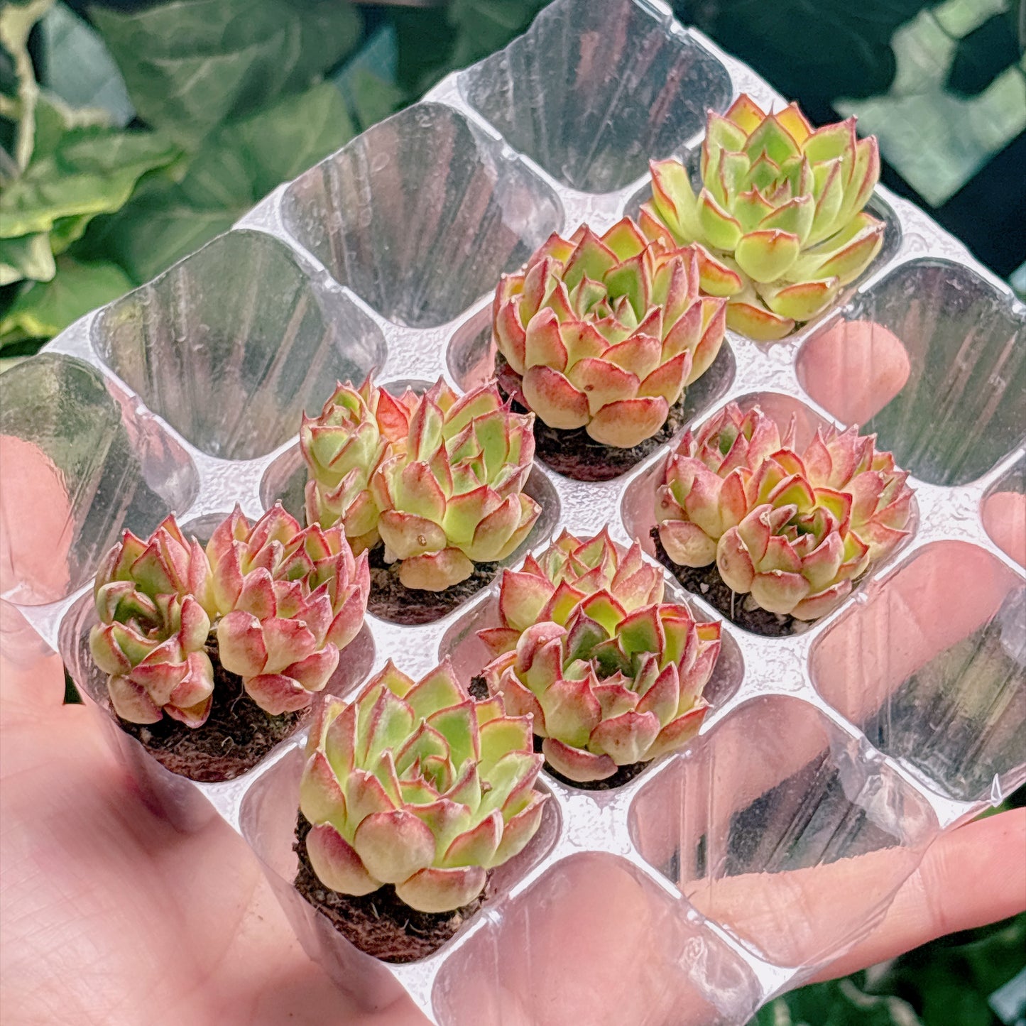 名無し苗２２　A品　プラグ苗