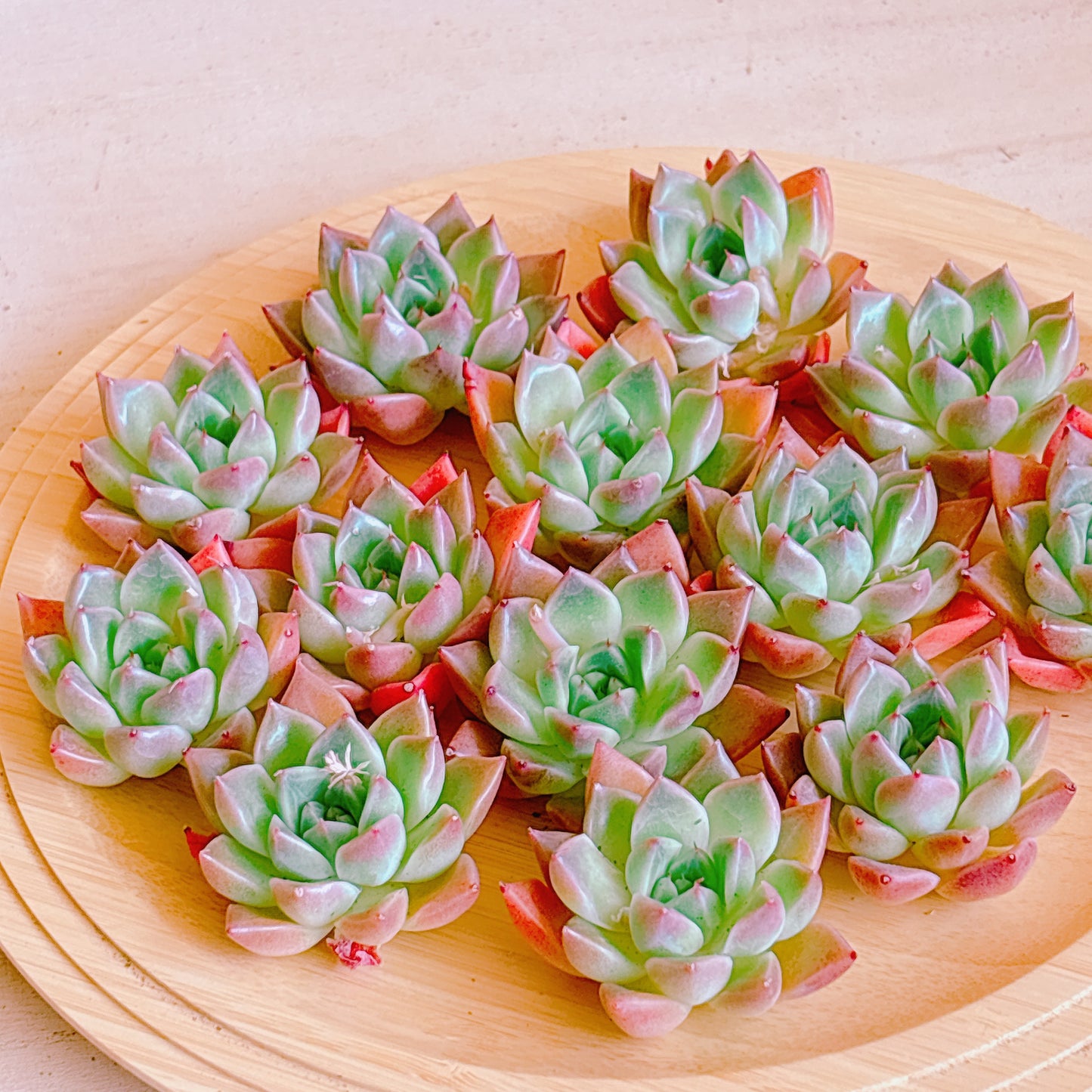 石英（ソクヨン）　A品　カット苗