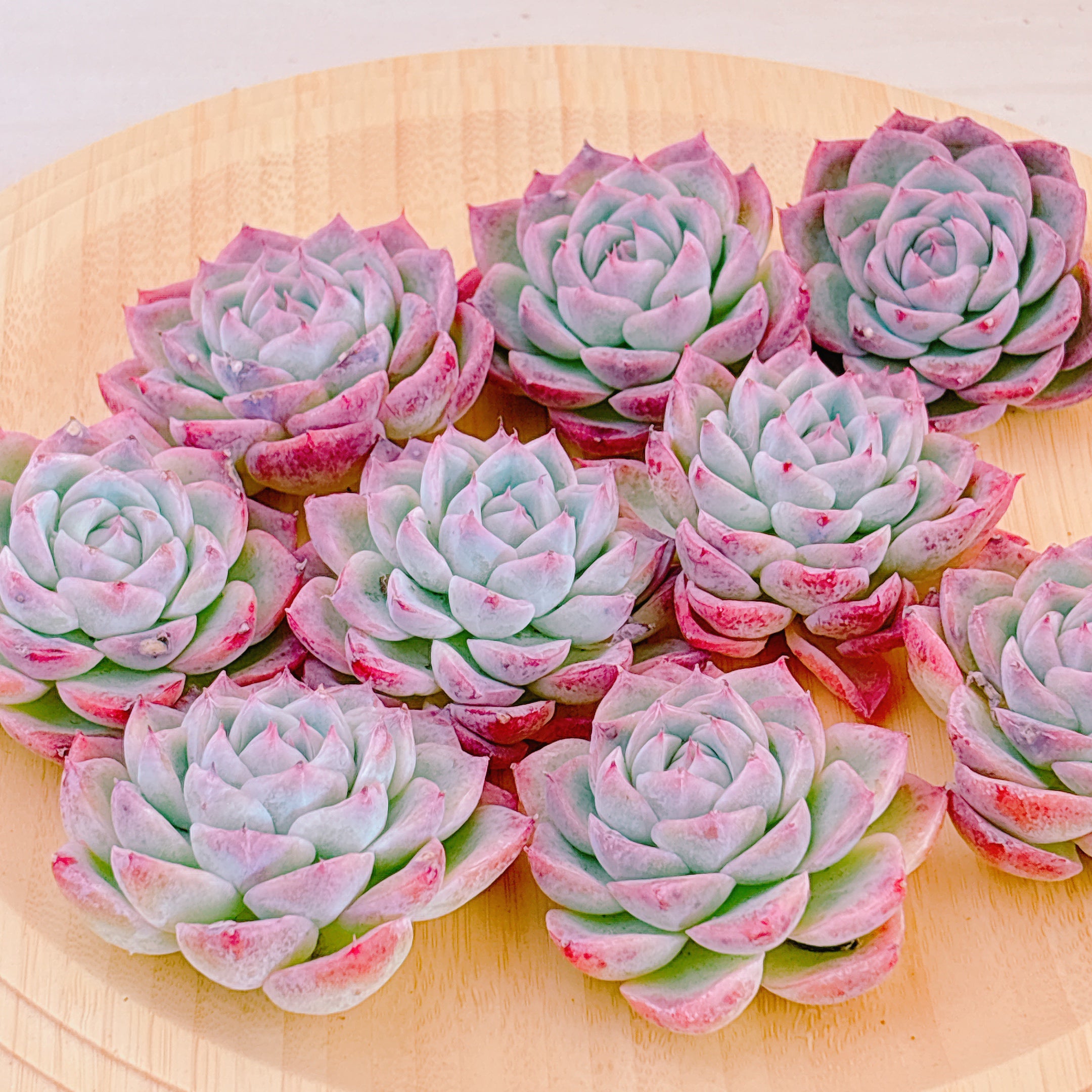 ピンククリスタル A品 カット苗 – Bull Succulent