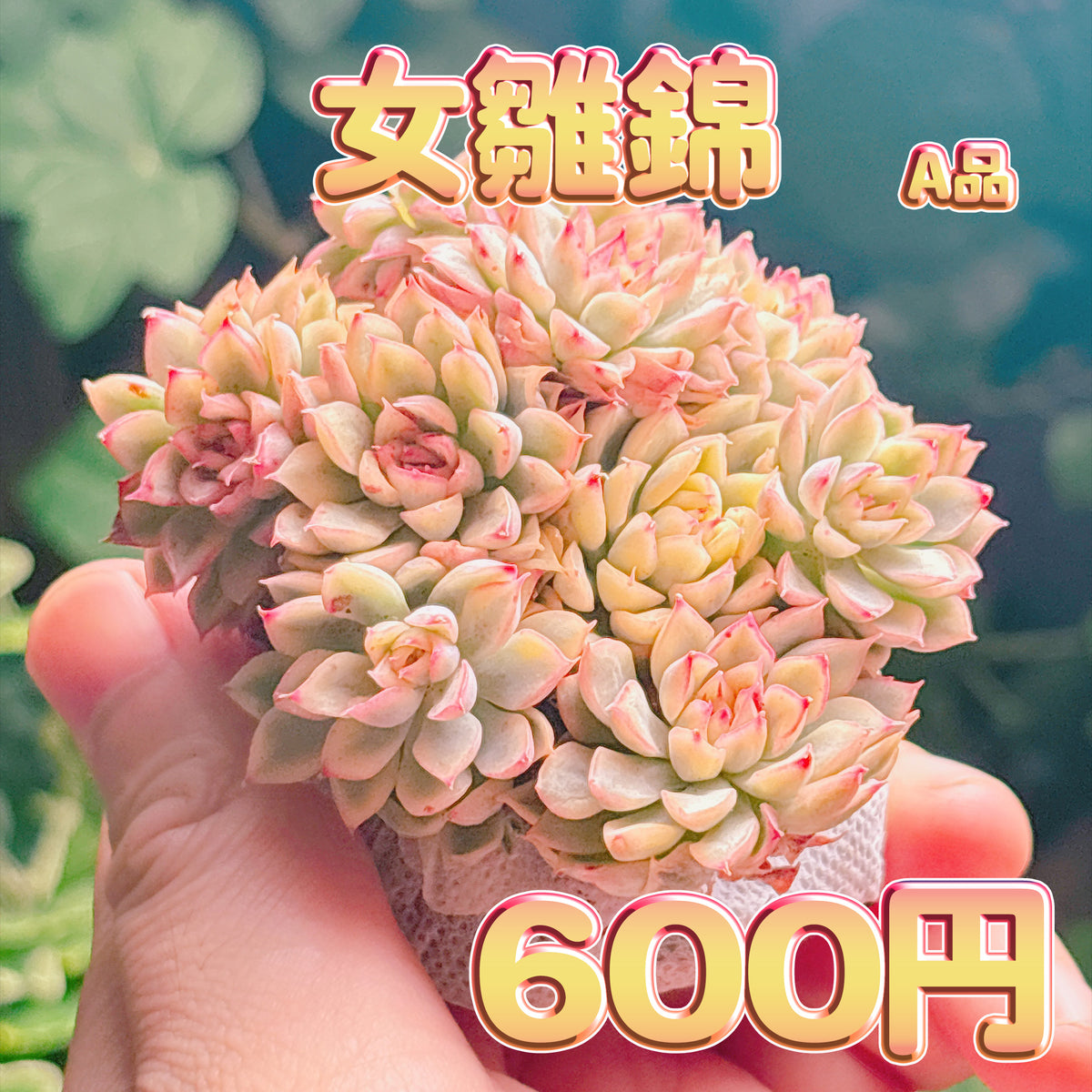 女雛錦　A品　根付き苗