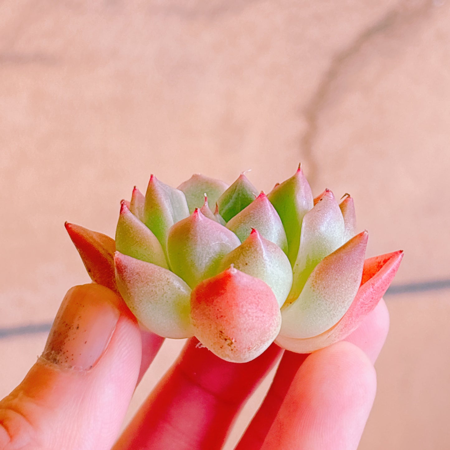 石英（ソクヨン）　A品　カット苗