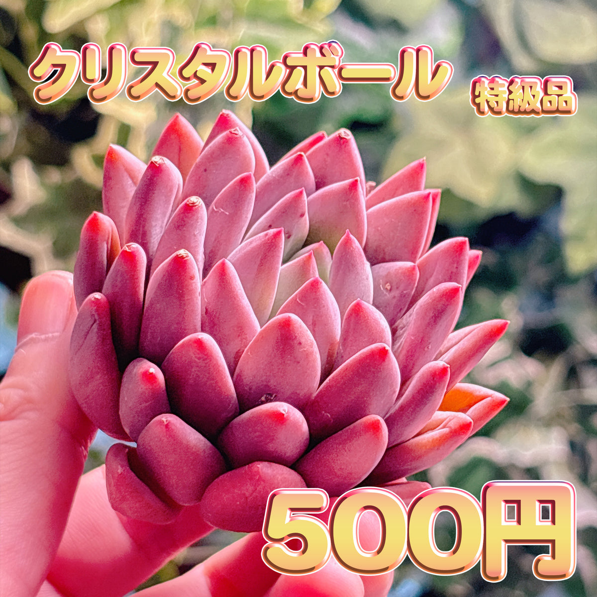 クリスタルボール　特級品　カット苗
