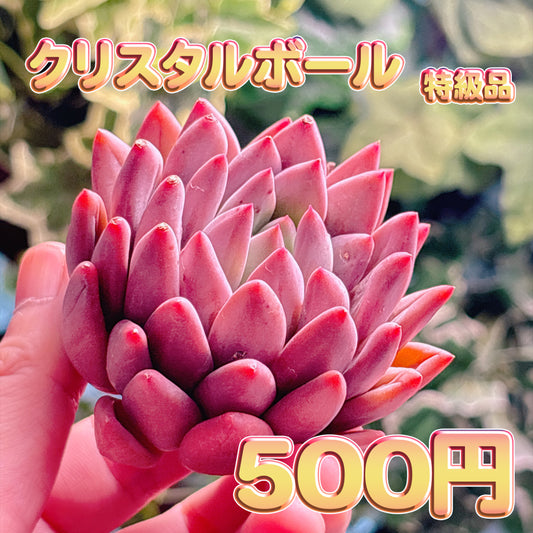 クリスタルボール　特級品　カット苗