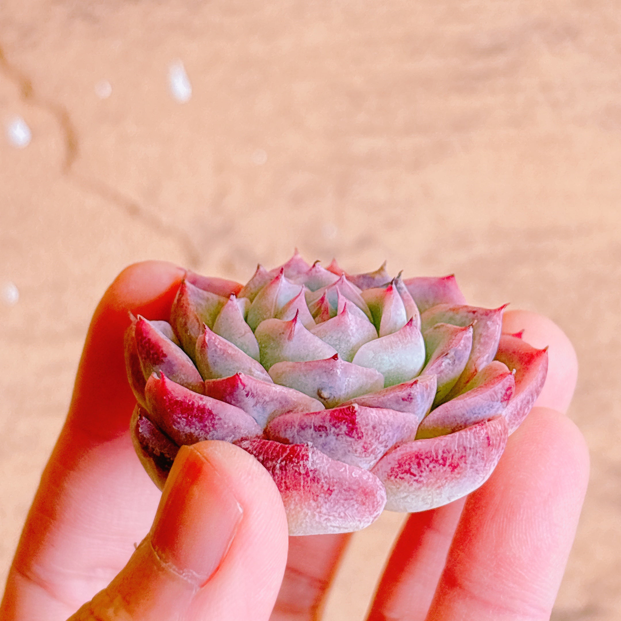 多肉☆ピンクナーシサス・大株・カット苗 ピンククリスタル A品 カット苗 – Bull Succulent