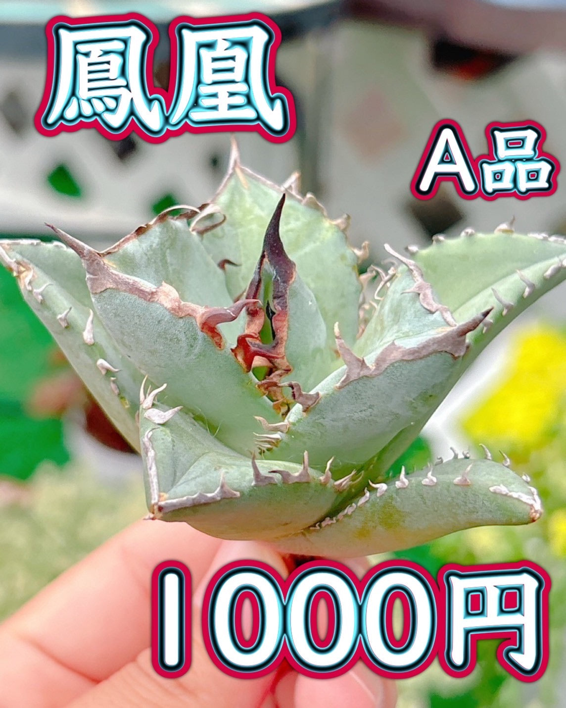 鳳凰　A品